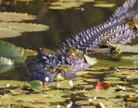 Crocodile - Reptiles of the Top End